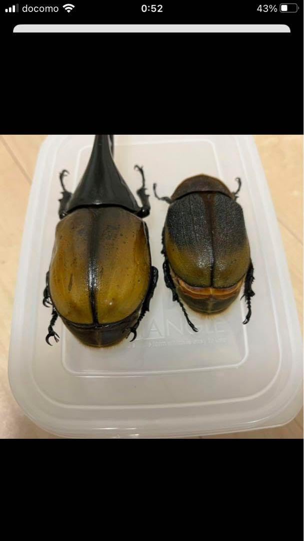 ヘラクレスエクアトリアヌス ペア 標本 ヘラクレス・エクアトリアヌス